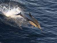 Marine Mammal Observations